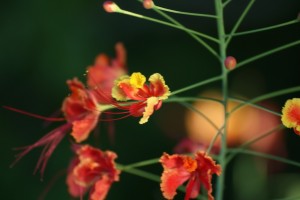 Curacao038