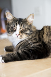 allesfürdiekatz-6631